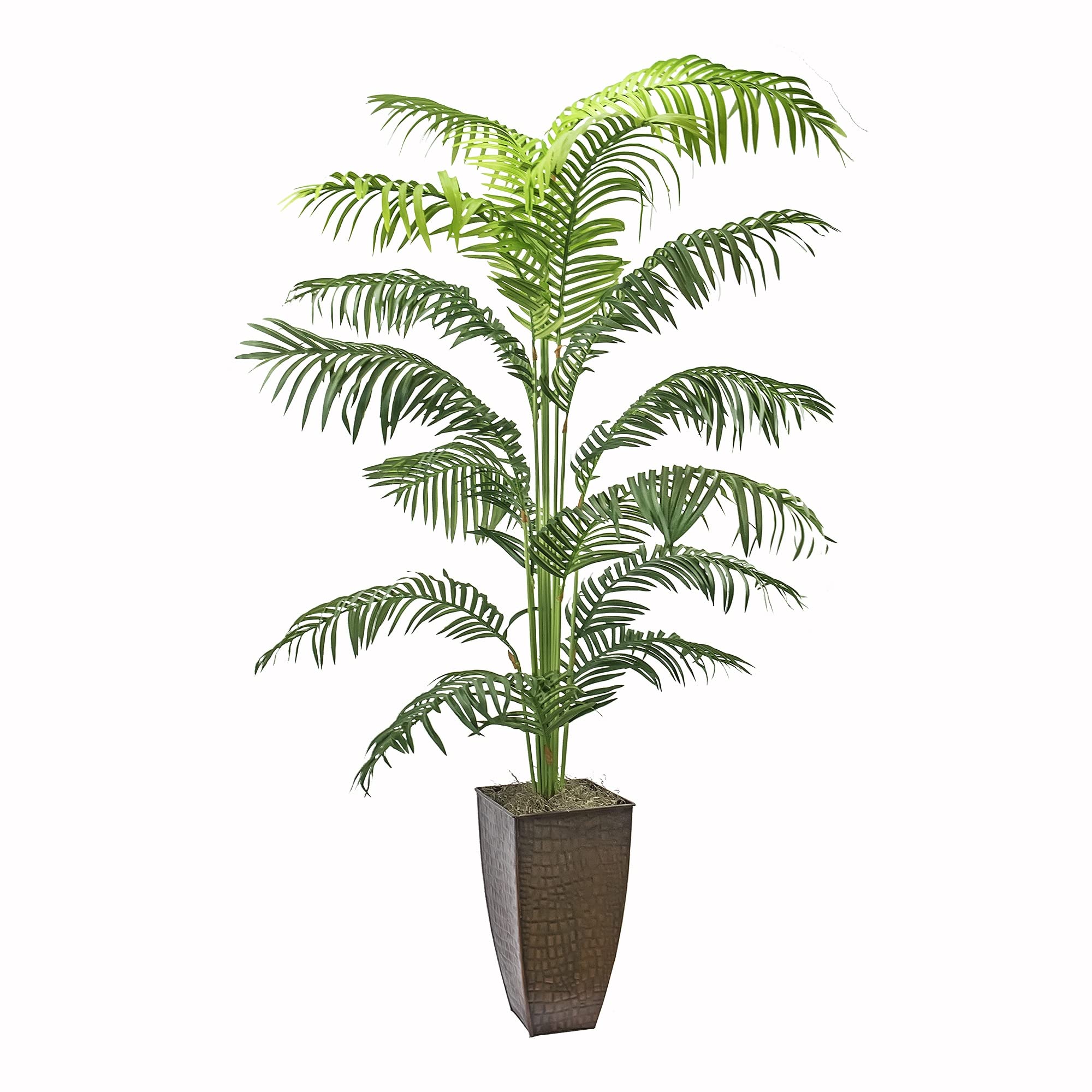 LCG Florals Areca Palm Plant